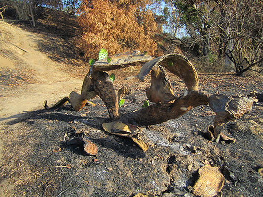 photograph of new growth on fire-damaged prickly pear cactus